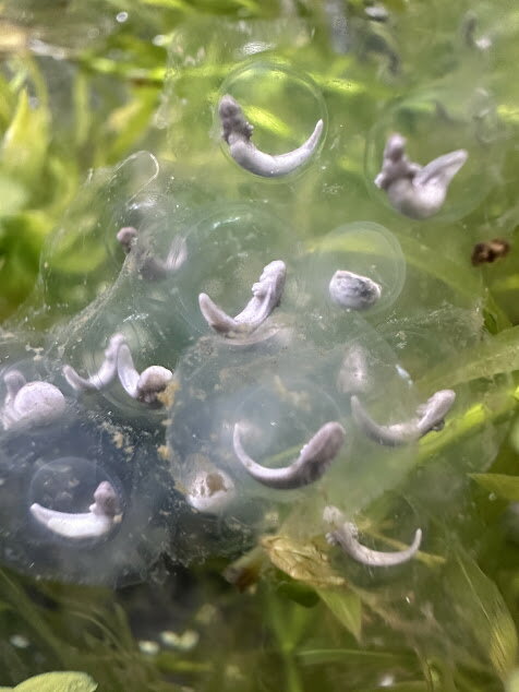 【BearsFrog】ウーパールーパー　　有精卵　100個のサムネイル