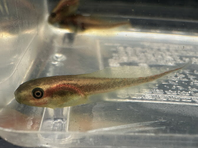 BearsFrogۥĥ異ᥬ롡ޤ㤯3ɤ34cm