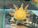 【BearsFrog】ウーパールーパー ベビーサイズ ゴールデン アルビノ 1匹 約5~6cm