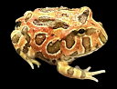 【BearsFrog】ベルツノガエル フルレッド 訳ありB品 国内CB 約3cm No.2