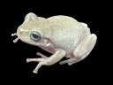 【BearsFrog】イエアメガエル ブルーアイ スノーフレーク CB 約3.5~4cm 1匹