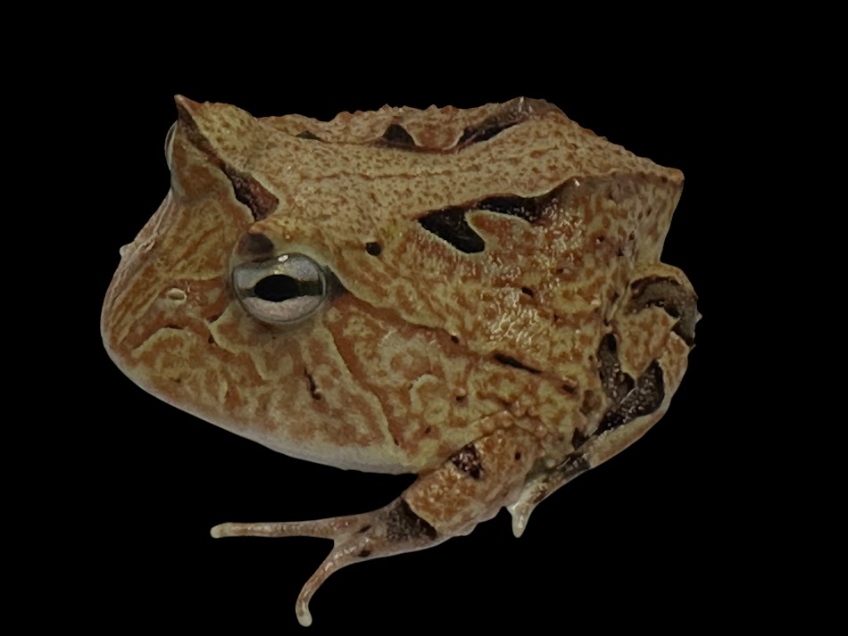 【BearsFrog】アマゾンツノガエル　オレンジブラウン　国内CB　約3～4cm　1匹