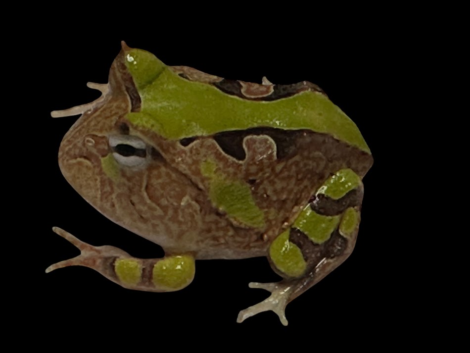 【BearsFrog】アマゾンツノガエル　グリーン＆ブラウン　国内CB　約3～4cm　1匹