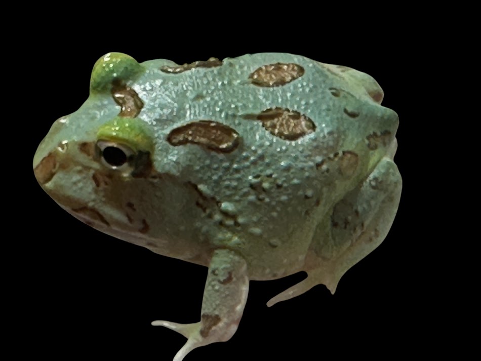 【BearsFrog】クランウェルツノガエル　ペパーミント　ブルー血統　国内CB　約3～4cm　1匹