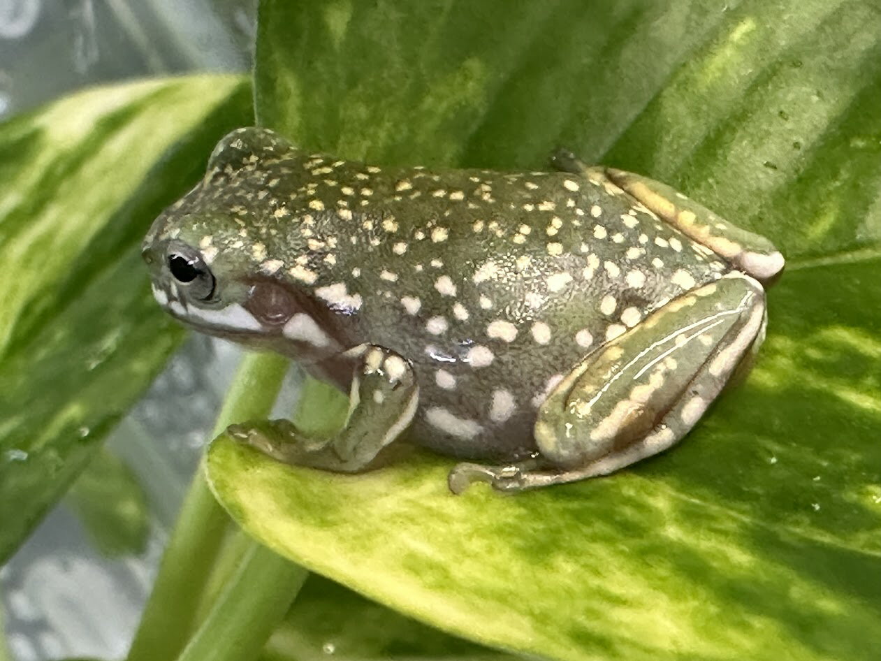 【BearsFrog】イエアメガエル スーパースノーフレーク　Aグレード　CB　約3cm　1匹