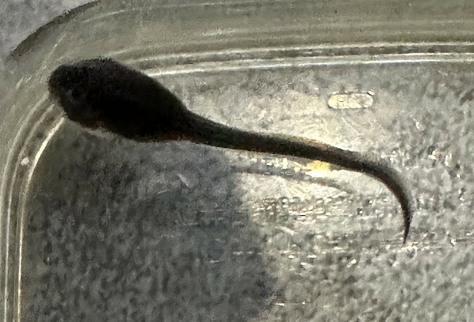 【BearsFrog】アフリカウシガエル　おたまじゃくし　　国内CB　約4～5cm　1匹