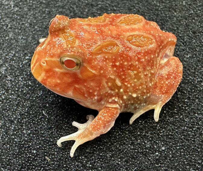 【BearsFrog】クランウェルツノガエル　ストロベリー　アプリコット　アルビノ　スーパーレッド　国内C..