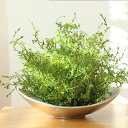 【いなざうるす屋】フェイクグリーン モフモフドーム グリーン 緑 葉 葉っぱ フェイク ガーランド 人工観葉植物 アーティフィシャルグリーン 壁掛け ミニ 造花 観葉植物 おしゃれ 北欧 ナチュラル 雑貨 壁 飾り インテリア DIY 新生活 テレワーク