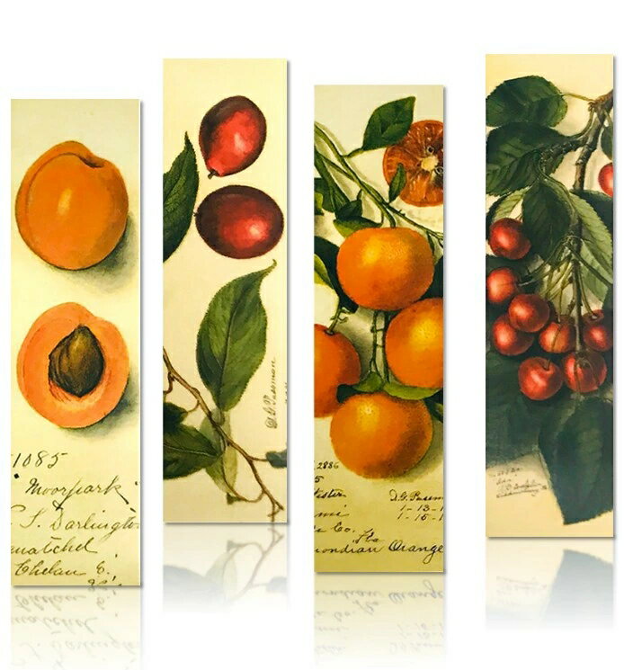 しおり 栞 30枚セット 可愛い 綺麗 高品質 果物 旬果 バナナ りんご ブックマーク 紙製 おしゃれ 30枚のパターンが全て異なる しおりセット 3021