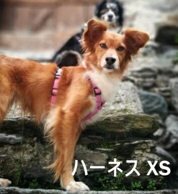 ハキハナ社製ハーネスイタリア製 愛犬 犬用 軽量 胴輪 