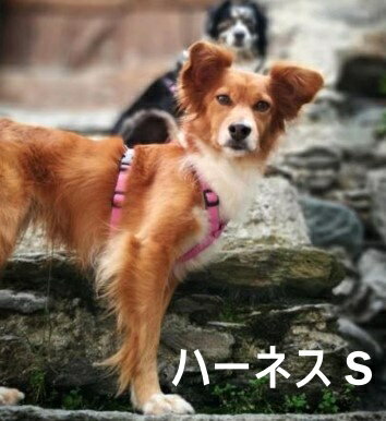 ハキハナ社製 ハーネスイタリア製 愛犬 犬用 軽量 胴輪 