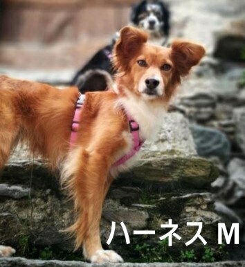 ハキハナ社製ハーネス【H】【Mサイズ】イタリア製 愛犬 犬用 軽量 胴輪 【イタリア・ハキハナ社正規品..