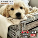 Reofrey DIY ダイヤモンドアートペインティングキット 大人用 犬用 ダイヤモンドアート 動物 フルドリル ラウンド ラインストーン クロスステッチ 刺繍 キャンバス クラフト装飾用 (40x40cm/16x16インチ)