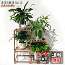 フラワースタンド プランタースタンド 花台 園芸 ジャグスタンド 観葉植物 鉢スタンド ガーデンラック 室内 室外 木製 植木台 4鉢 多層