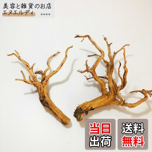 Goldlife 流木 中 Mサイズ 2本セット スマトラウッド インドネシア産 枝流木 アクアリウム テラリウム 水草水槽レイアウト 生け花 スケープウッドの...