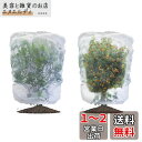 LIANHATA 防虫ネット 2個セット 植物保護カバー メッシュ巾着式 防鳥ネット 虫よけカバー 野菜網 鳥対策 通気性 虫鳥除け網 鉢植え用 野菜栽培 菜園プランター用 (80*100cm)