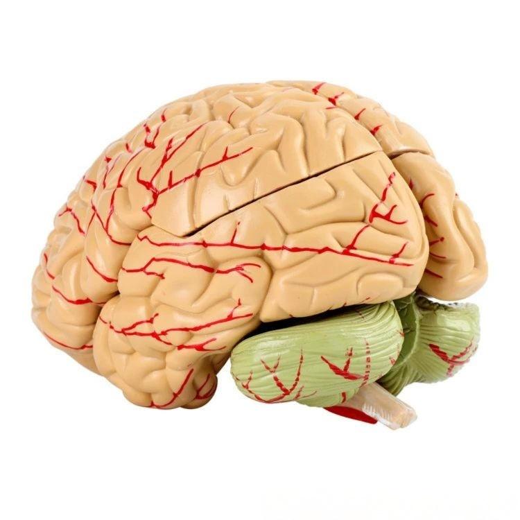 頭蓋骨 学習 高性能 勉強 医学 全8パーツ取り外し可能 立体 脳 脳モデル 断面 脳みそ 模型 大脳 学習 脳模型 解剖 仕組み 人体模型 断面図 図鑑 医師 医学生 神経学 テスト 脳解剖模型