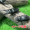 国産 本土 コクワガタ 成虫 ペア ♂1頭♀1頭の計2頭セット 群馬県にて自然採集したものから人工的にブリードされた個体と自然採集の混合..