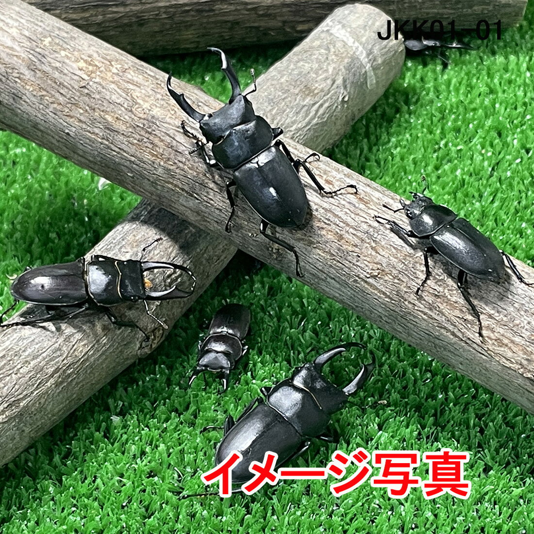 国内本土コクワガタ 成虫 ♂3頭♀2頭 生体 計5頭 群馬県にて自然採集したものから人工的にブリードされた個体の混合。クワガタ 成虫 昆虫 生体 ペット