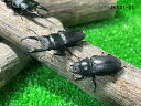 beetle-shop-emerge:10000046のサンプル画像2