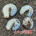 国産カブトムシ 幼虫(3令幼虫) ♂1♀1 2頭セット 830mlボトル入り 2本 (Rush-1 SFレギュラーマット 各ボトル約1000ml入り)