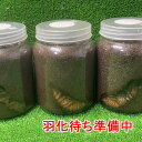 国産カブトムシ ♂X2 ♀X2 2ペア(計4頭) かぶとむし 昆虫 昆虫飼育 ブリード 夏休み 自由 ...