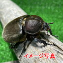 国産カブトムシ Sサイズ ♀X3 生体 計3頭 かぶとむし 昆虫飼育 ブリード 夏休み 自由研究「ひとつのケースから性を学び、孵化した誕生の神秘、そして命の大切...