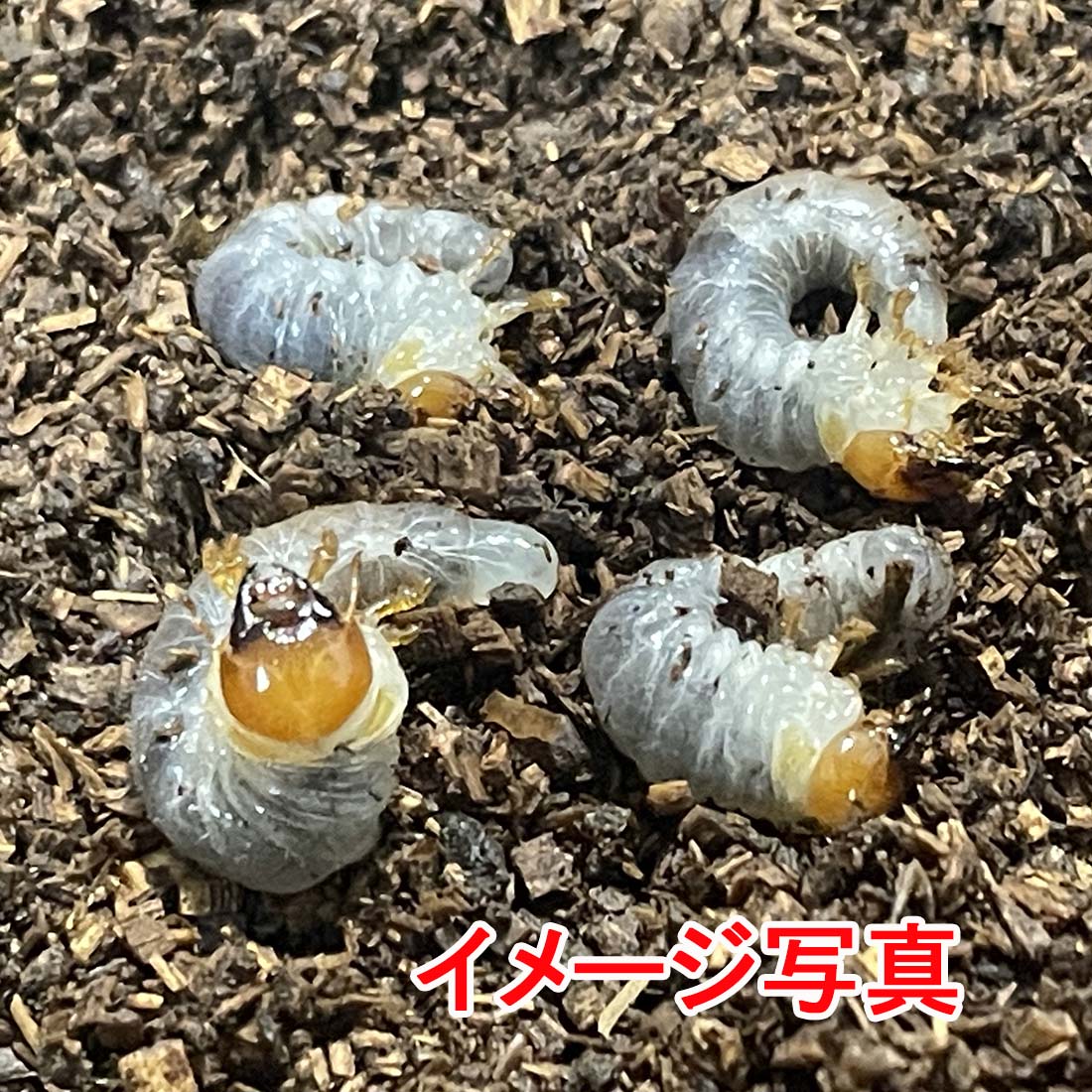 【入門種】 ニジイロクワガタ 初令-2令幼虫 生体 計4頭大紫今色 型血統 外国産クワガタ 幼虫 昆虫 ペット (Rush-1 SFレギュラーマット 各カップ約140ml入り) (発送：60サイズ)