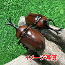 国産赤カブトムシ (L) 1ペア (♂X1♀X1の計2頭) かぶとむし 昆虫 昆虫飼育 ブリード 夏休み 自由研究「ひとつのケースから性を学び、孵化した誕生の神...