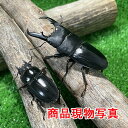 国産ヒラタクワガタ 大型ペア 新成虫 生体 計2頭 ♂62.9mm ♀37mm 国産クワガタ クワガタ 昆虫 成虫 ペット (発送:60サイズ)