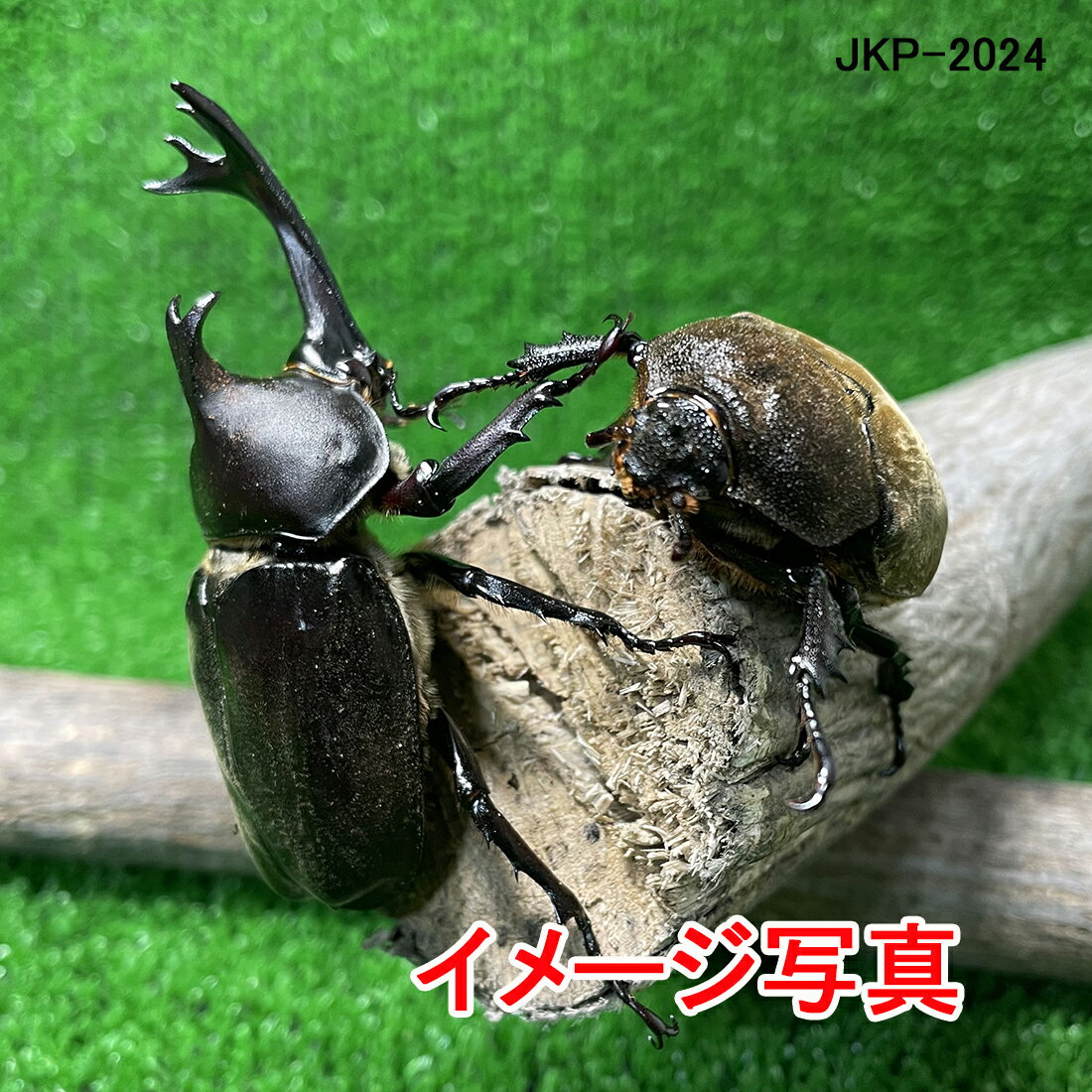 国産カブトムシ (M) 1ペア ♂X1♀X1 生体計2頭 かぶとむし 昆虫 昆虫飼育 ブリード 夏休み 自由研究「ひとつのケースから性を学び、孵化した誕生の神秘、そして命の大切さを、家族が一つになって学んでみませんか？(発送:60サイズ)