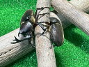 beetle-shop-emerge:10000602のサンプル画像2