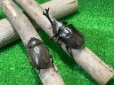 beetle-shop-emerge:10000602のサンプル画像3