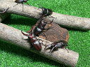 beetle-shop-emerge:10000617のサンプル画像2