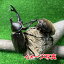 国産カブトムシ (M) 2ペア (♂X2♀X2の計4頭) かぶとむし 昆虫 昆虫飼育 ブリード 夏休み 自由研究「ひとつのケースから性を学び、孵化した誕生の神秘、そして命の大切さを、家族が一つになって学んでみませんか? 2,580円