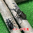 国産天然ミヤマ(深山)クワガタ 成虫 ♂♀ 大型ペア ♂59.1mm-60mm♀35mm-35.8mm 国産クワガタ 生体 ビンテージ クワガタ 昆虫 ペ ット...