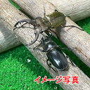 国産天然ミヤマ(深山)クワガタ 成虫 ♂♀ 大型ペア ♂63.9mm-64.9mm♀36.1mm-36.8mm 国産クワガタ 生体 ビンテージ クワガタ 昆虫 ...