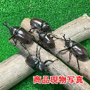 【幼児・低学年向き】小さな可愛い国産カブトムシ オス 生体 計5頭セット 小さなかぶとむし 昆虫 昆虫飼育 ブリード 夏休み 自由研究「ひとつのケースから性を学...