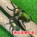 【入門種 】ニジイロクワガタ 特大血統 グリーン ペア 生体 計2頭 ♂62.1mm ♀39.5mm 新成虫 外国産クワガタ クワガタ 昆虫 成虫 ペット (発...