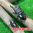 国産ヒラタクワガタ 大型ペア 新成虫 生体 計2頭 ♂62.8mm ♀36.7mm 国産クワガタ クワガタ 昆虫 成虫 ペット (発送:60サイズ)