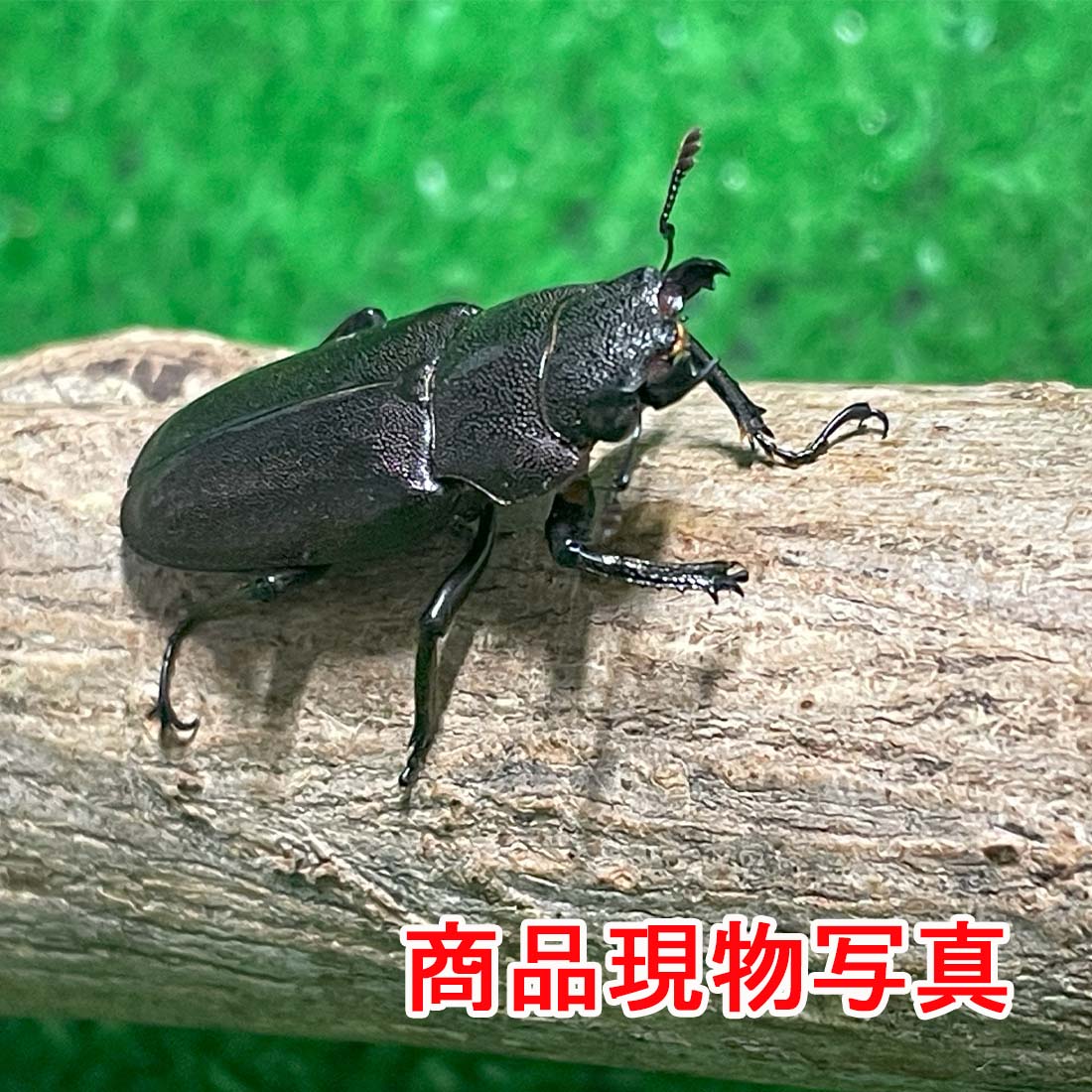 ᥿եۥ塞 (ڥ) ᥹B ñ 緿 ѡץ  26.4mm ӥեķ» 񻺥塞 塞  ڥå  (ȯ:60)