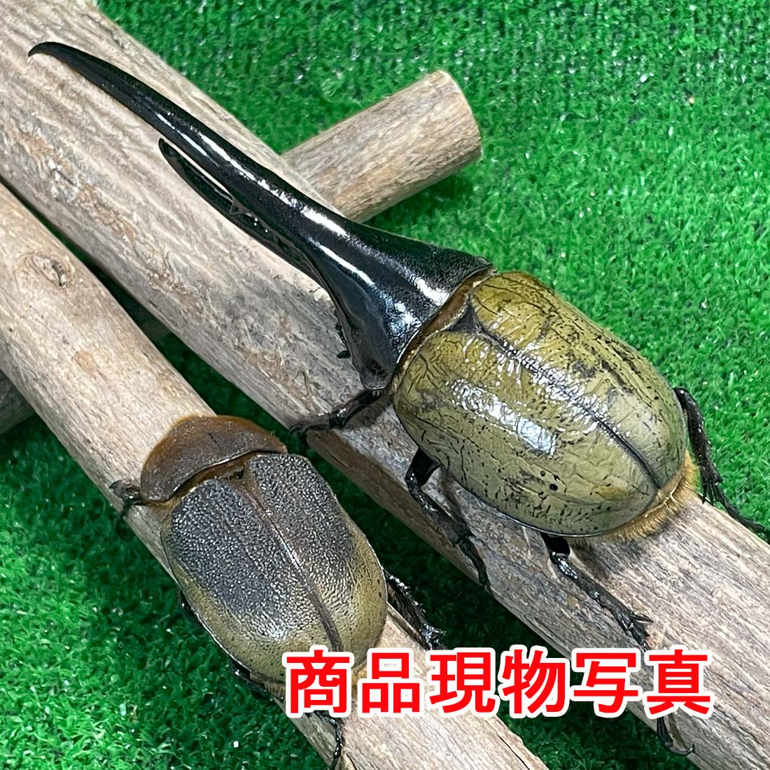 DH.ヘラクレスオオカブト 成虫 ♂149.2mm ♀65.8mm 大型血統ペア 生体 計2頭 ペット 昆虫飼育 大型カブトムシ 外国産カブトムシ カブトムシ 生体 カブトムシの王様 (発送:60サイズ)
