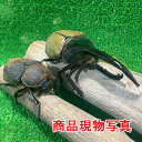 DH.ヘラクレスオオカブト 新成虫 未使用 生体 角曲がり ♂♀ ペア ♂132.2mm ♀68.8mm ペット 大型カブトムシ 外国産カブトムシ カブトムシの王様 (発送 : 60サイズ)