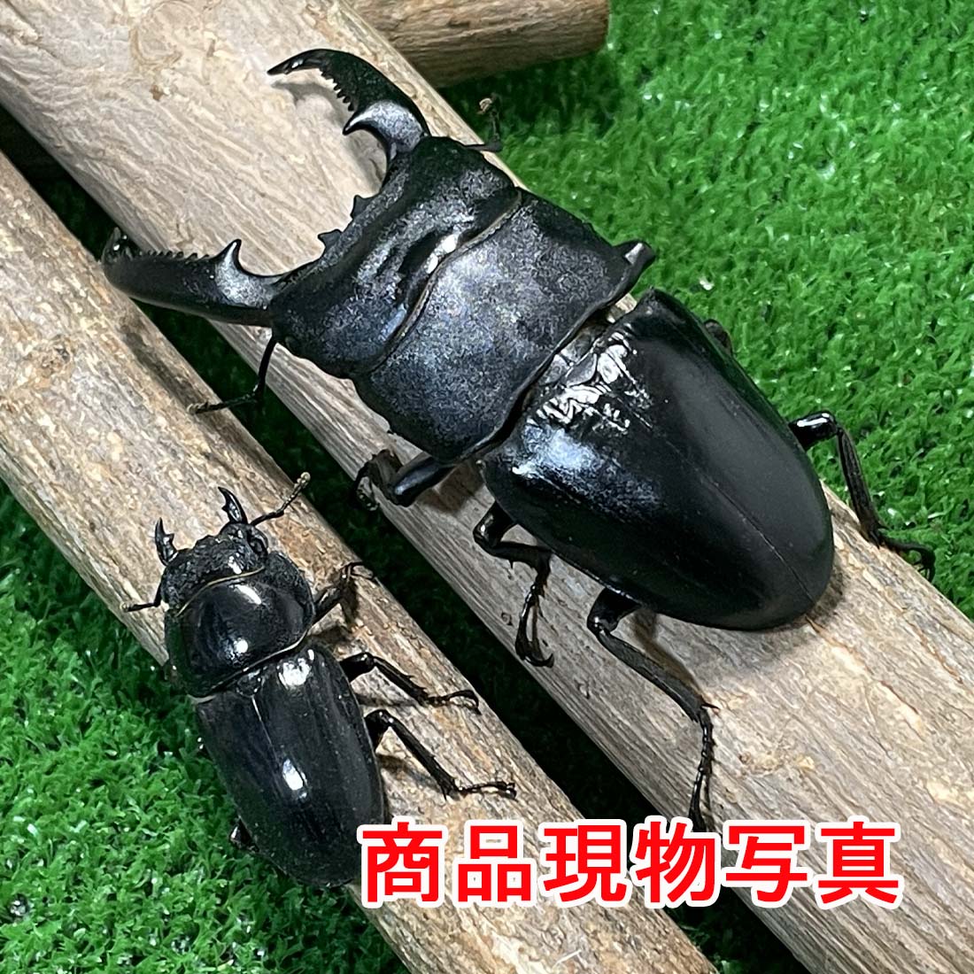 【BLACK FRIDAY SALE 15%OFF】超特大 パラワンオオヒラタクワガタ ♂♀ペア 生体 計2頭 ♂104.5mm ♀46.9mm..