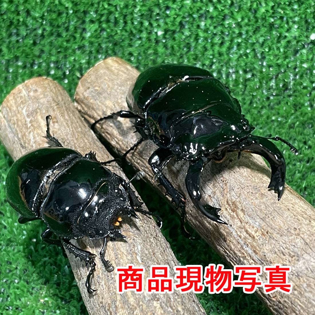 【BLACK FRIDAY SALE 15%OFF】タランドゥスオオツヤクワガタ 成虫 大型ペア 生体 計2頭 ♂75.8mm ♀50.4m..