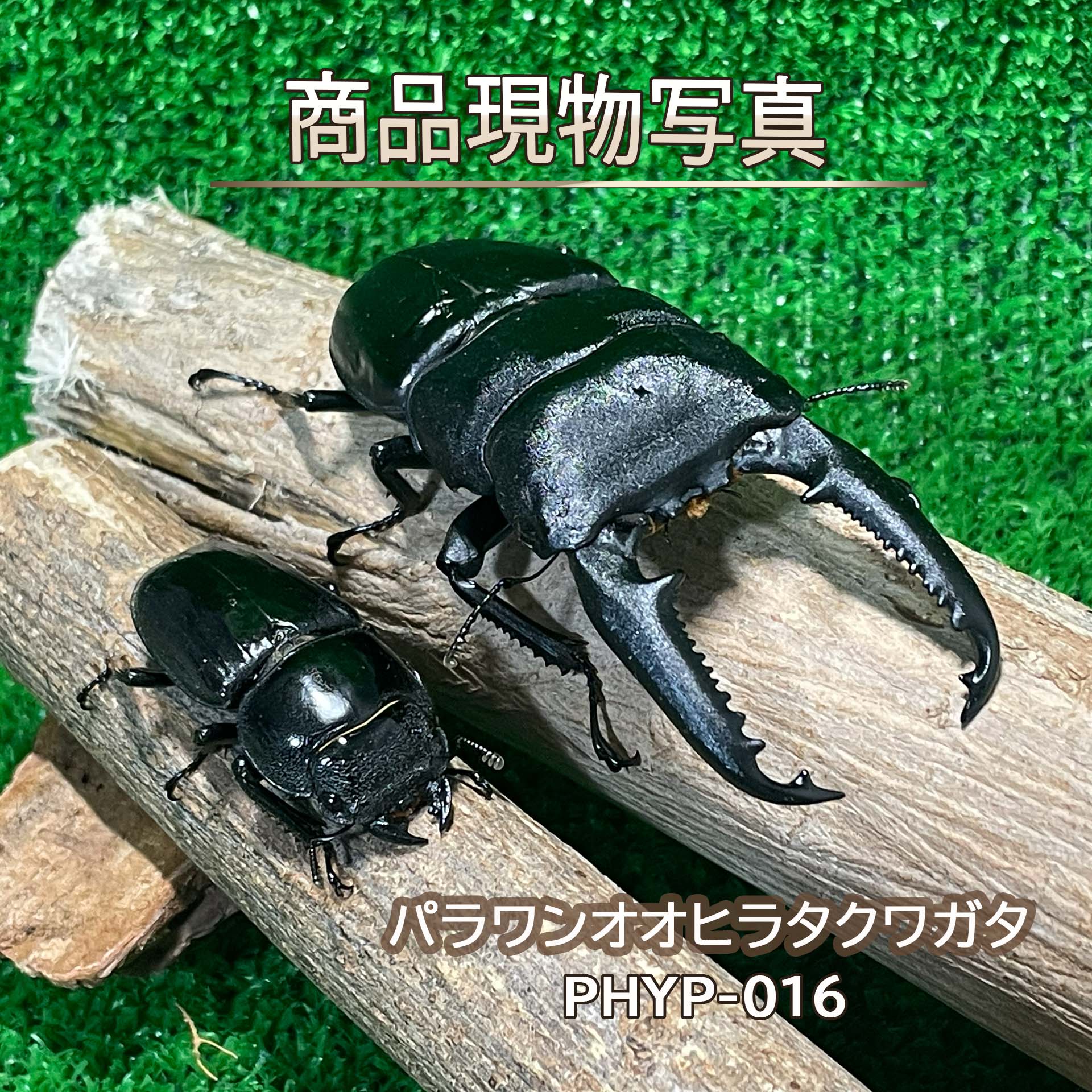 楽天市場】ヒラタクワガタ ペアの通販