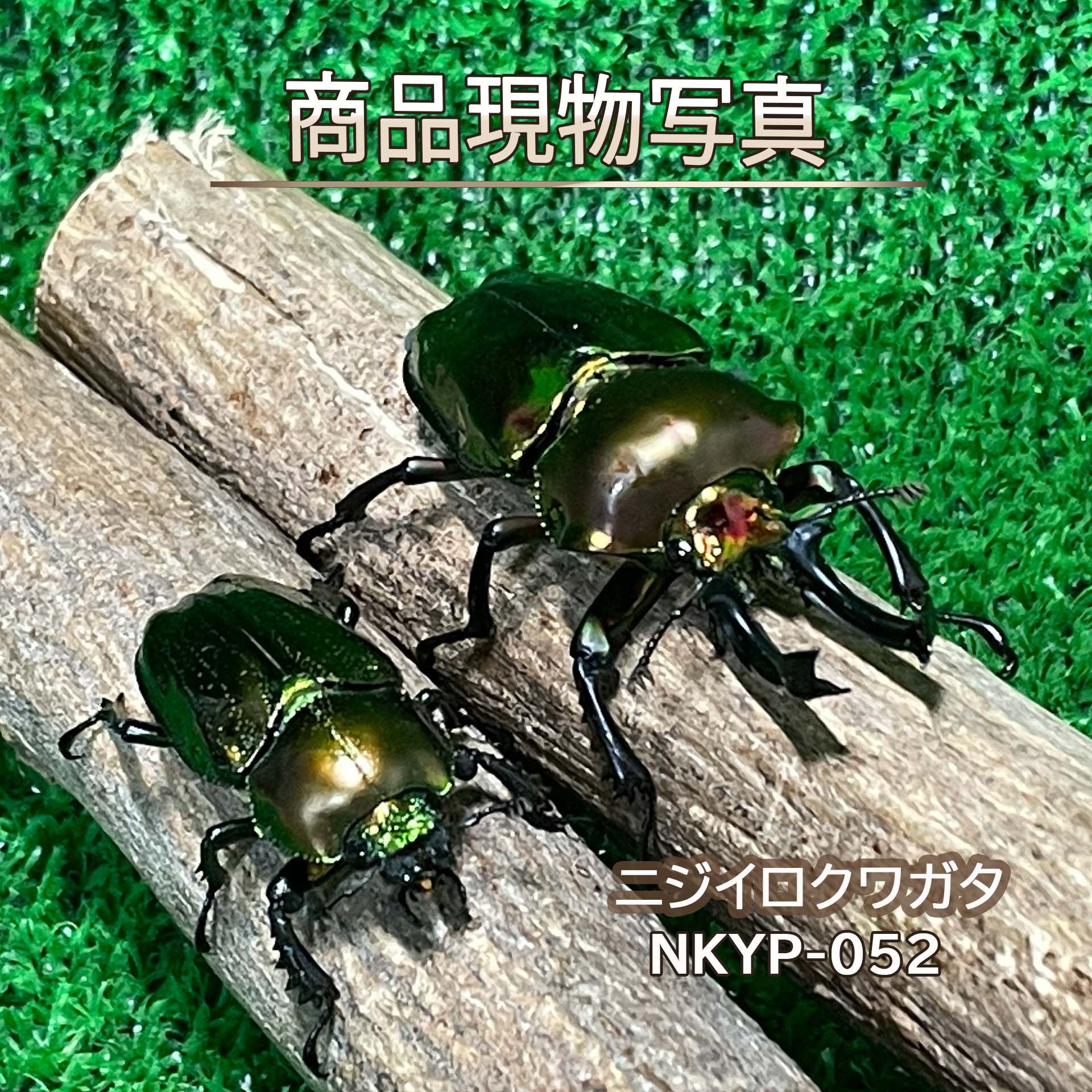 【入門種】ニジイロクワガタ 特大血統 ペア 生体 計2頭 グリーン X レッド ピカール ♂58.6mm ♀38.1mm 新成虫 外国産クワガタ クワガタ 昆虫 成虫 ペット (発送：60サイズ)