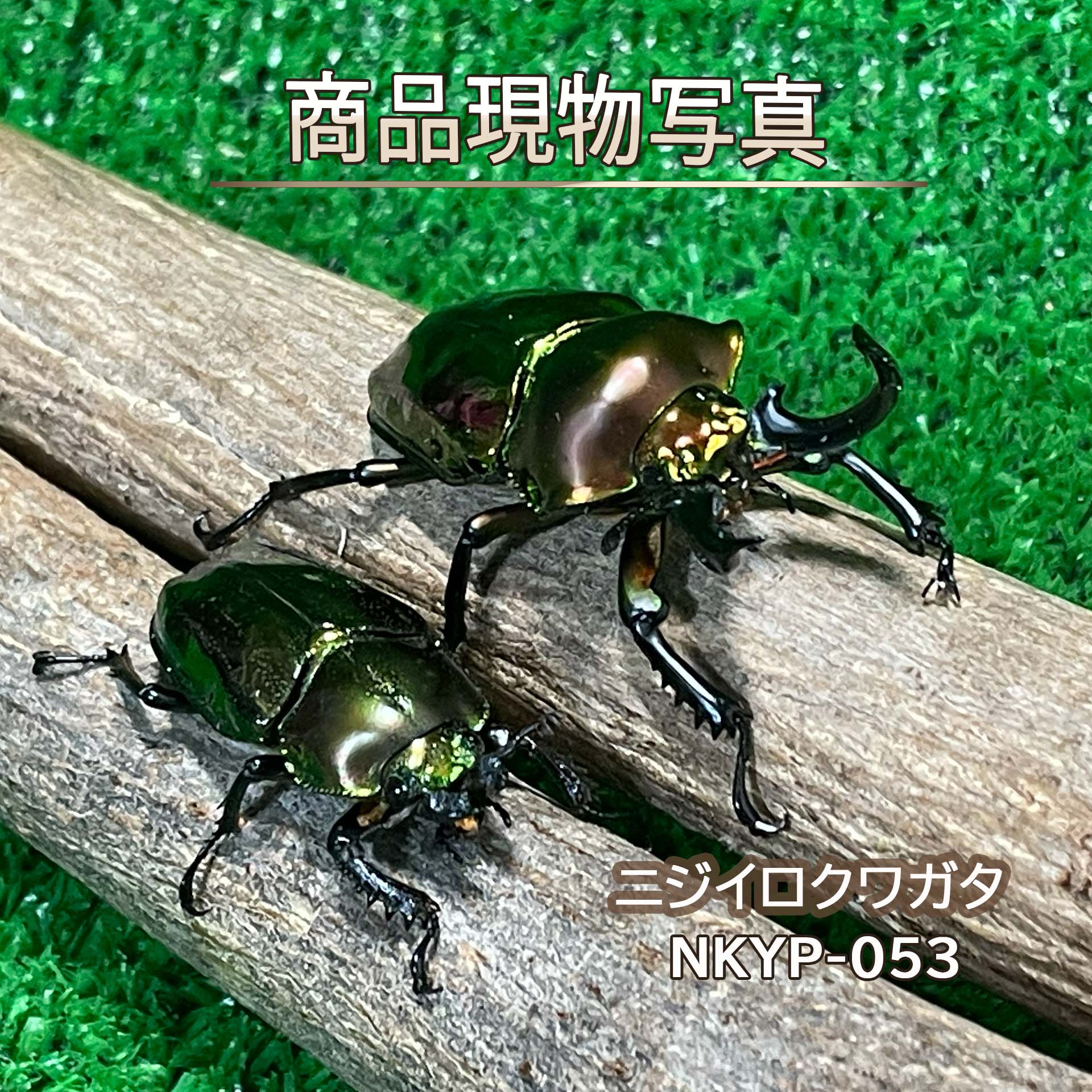 【入門種】ニジイロクワガタ 特大血統 ピカールペア 生体 計2頭 ♂56.1mm ♀40.3mm 新成虫 外国産クワガタ クワガタ 昆虫 成虫 ペット (発送：60サイズ)