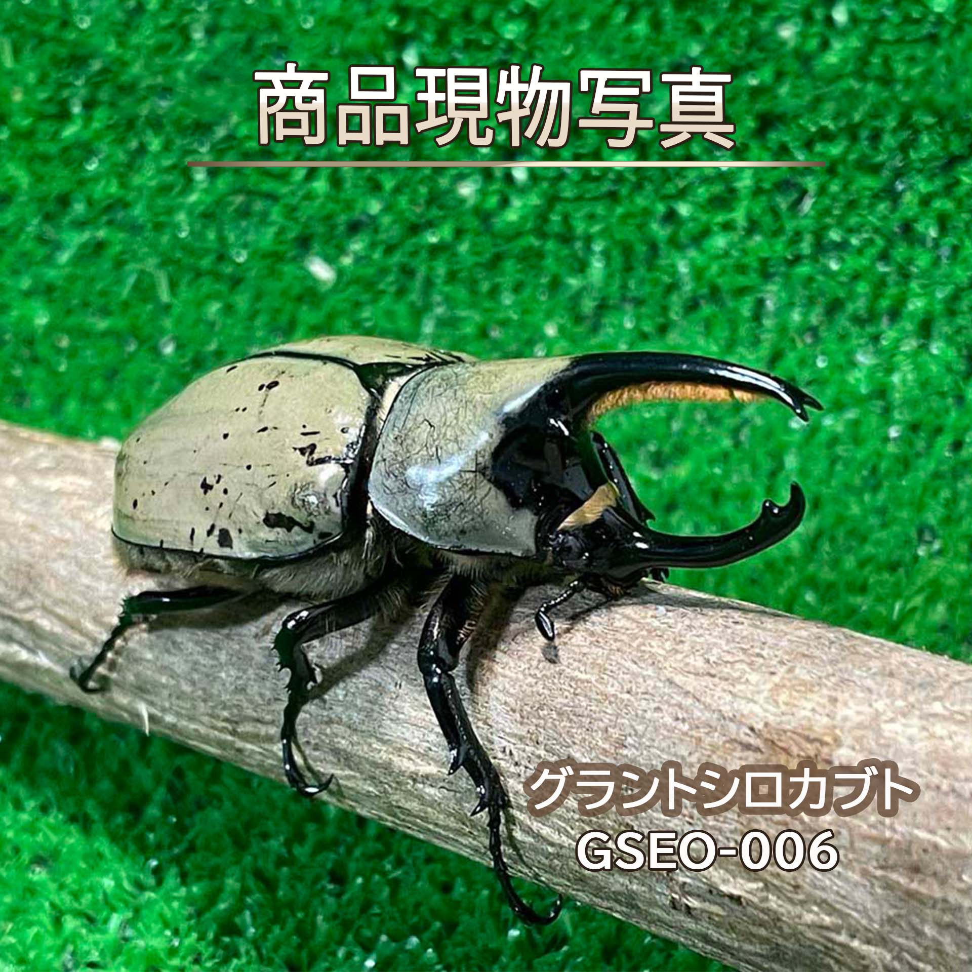 楽天市場】カブト ブリード（昆虫｜ペット・ペットグッズ）の通販