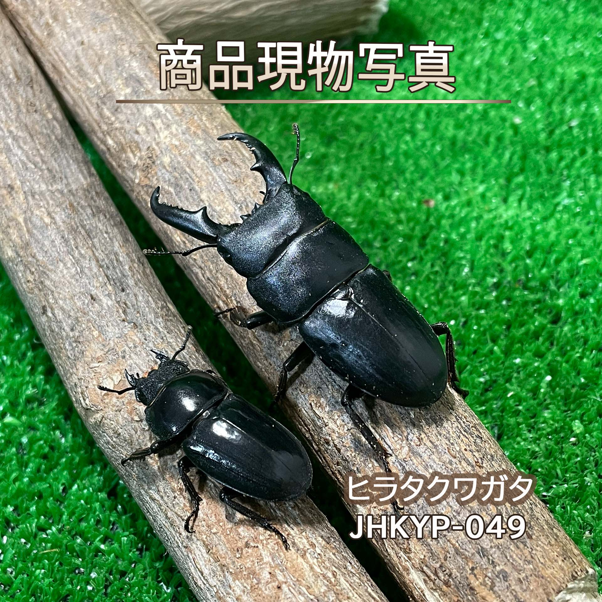 楽天市場】サキシマヒラタクワガタの通販